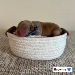 X - Red  male Goldendoodle puppy in Crothersville, Indiana from Wischmeier’s Doodles