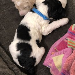 Poodle Puppies from Southern Standards