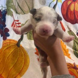 Vogue - Blue merle female Australian Shepherd puppy in Mcmillan, Michigan from Hall-N-Auss Australian shepherds