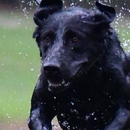 Golden Retrievers and Labrador Retrievers from Beards Creek Kennels