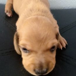 Dachshunds from Paulassillydogs