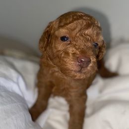 Lancelot - Red  male Poodle puppy in El Sobrante, California from Mckendra's Legacy