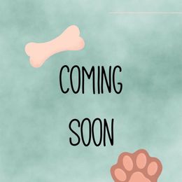 Boy 2 - Red male Cavapoo puppy in Melissa, Texas from Southern Love Cavapoos & Maltipoos