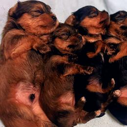 Yorkshire Terriers from Tiffany Sharp-Hohn