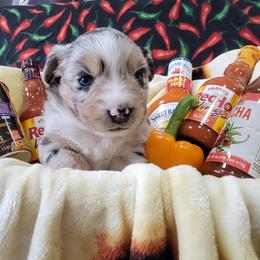 Salsa - Blue merle female Australian Shepherd puppy in Northfield, New Hampshire from A to Z Australian Shepherds