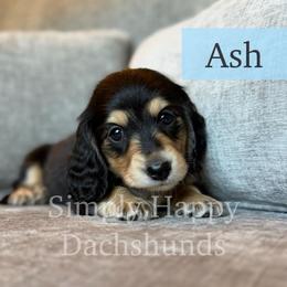 Ash - Reserved for Cole H. - Black and cream male Dachshund puppy in Pauls Valley, Oklahoma from Simply Happy Dachshunds