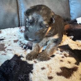 Female 2 - Black and red female German Shepherd puppy in Maryland from Grind Stone Breeding Kennels
