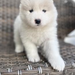 Samoyed Puppies from Marissa Wheeler