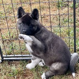 Akita Puppies from After Midnight Akitas