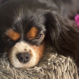 Cavalier King Charles Spaniels from Sherman Family Farm's Cavaliers