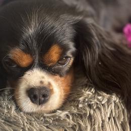 Cavalier King Charles Spaniels from Sherman Family Farm's Cavaliers