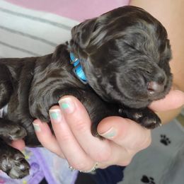 Labradoodle Puppies from Molly’s Doodles