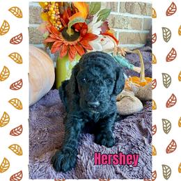 Hershey - Black female Goldendoodle puppy in Caddo Mills, Texas from Fire Wife Doodles