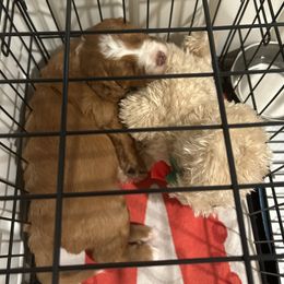 Bernedoodle Puppies from Palmetto Bernedoodles Boutique