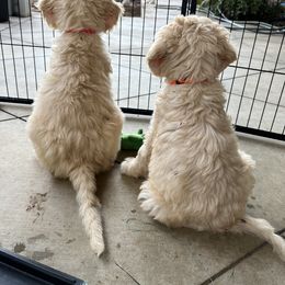 Goldendoodle Puppies from Casita Goldendoodles