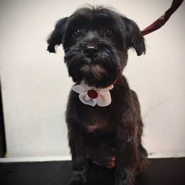 Mira - Morkie