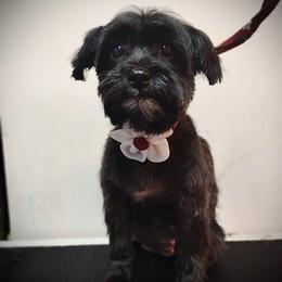 Mira - Morkie