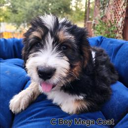 Sweet Pup's C Boy Mega - Tri-color male Bernedoodle puppy in North Zulch, Texas from Sweet Pup Schnauzers