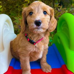 Ruffnut - Apricot female Goldendoodle puppy in Minneapolis, Minnesota from The Golden Roo