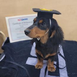 Dachshund and Pembroke Welsh Corgi All Grown Up from Kendaline Kennels