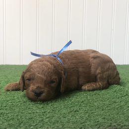 Chili - Red  male Poodle puppy in Springtown, Texas from North Texas Puppies