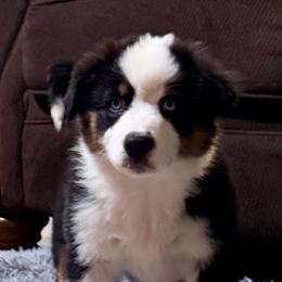 Asa - Black tri-color male Australian Shepherd puppy in Lynnville, Indiana from Moonlightaussies