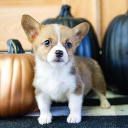 Pop Tart - Sable female Pembroke Welsh Corgi puppy in Star City, Arkansas from Say When Corgi Co.