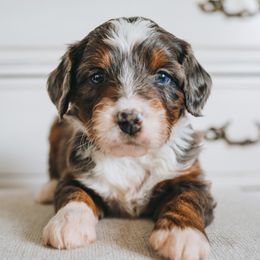 Bernedoodle Puppies from Barnyard 2 Backyard