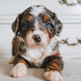 Bernedoodle Puppies from Barnyard 2 Backyard
