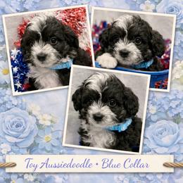 Blue collar toy - Black tri-color male Aussiedoodle puppy in 32046, Florida from River Hill Ranch
