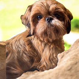 EVA - Shih Tzu