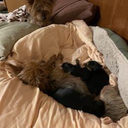 Yorkshire Terrier Puppies from Wayne's Yorkies