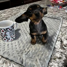 Dachshund Puppies from Dachshund Family Love Breeders