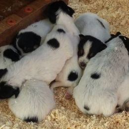 Australian Cattle Dog Puppies from RnB Cattle Dogs