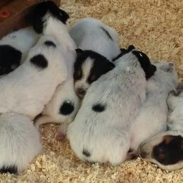Australian Cattle Dog Puppies from RnB Cattle Dogs