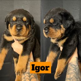 Igor - Rottweiler puppy in North Carolina from Wild Gnome Kennel