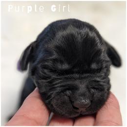 Goldendoodle, Labradoodle, Labrador Retriever, Poodle, and Sheepadoodle Puppies from Apple Creek Doodles