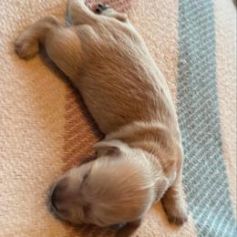 Olaf - Cream male Dachshund puppy in Summit, South Carolina from Doxies4Paws