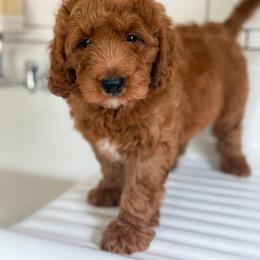 Junior - Red  male Goldendoodle puppy in Stevens, Pennsylvania from Pebble Paws Lane