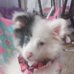 Dizzy - Pomeranian