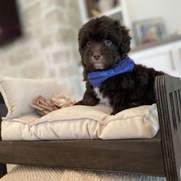 Bernedoodle, Cavapoo, Havanese, and Havapoo Puppies from Lady Paws Puppies - Cassie
