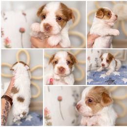 Hershey - Parti male Yorkshire Terrier puppy in Cleveland, Tennessee from Moody’s Morkies and More