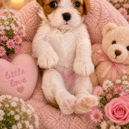 Anya - Blenheim female Cavalier King Charles Spaniel puppy in Kewaskum, Wisconsin from Moon Dream Cavaliers