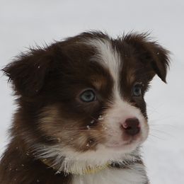 Altostratus - Red tri-color female Miniature American Shepherd puppy in Tiskilwa, Illinois from First Harmony Farms