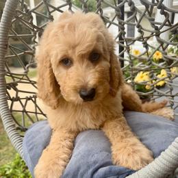 Poppy - Apricot female Goldendoodle puppy in Pensacola, Florida from Goldendoodles Love You in Pensacola Friend Edition