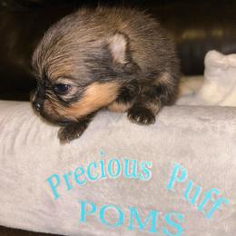 Peanut - Orange sable male Pomeranian puppy in Zavalla, Texas from Precious Puff Poms
