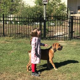 Boerboel Puppies from Dynasty Blue Ridge Boerboel