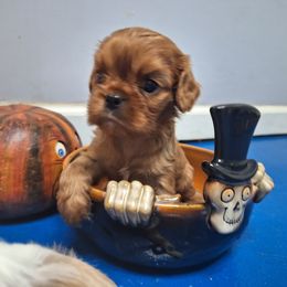Boy 3 - Cavalier King Charles Spaniel puppy in Villa Rica, Georgia from Georgia Alabama Cavaliers