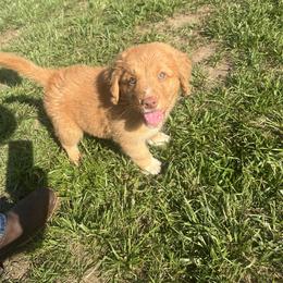Nova Scotia Duck Tolling Retriever Puppies from Mountain Ranch Tollers