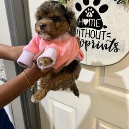 Bernedoodle, Cavapoo, and Cockapoo Puppies from Doodley doodles